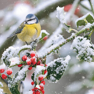 Blue Tit