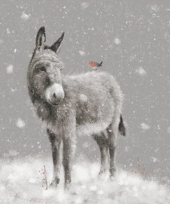 Donkey and robin in the snow