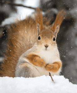 Red squirrel in the snow during winter