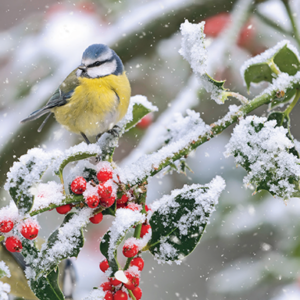 001fp Blue Tit and Frosted Berries