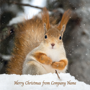 012fp Red Squirrel in the Snow