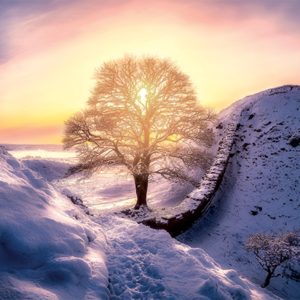 086 Sycamore Gap Tree in the Snow
