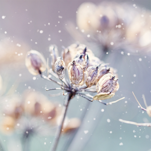 090 Winter Nature
