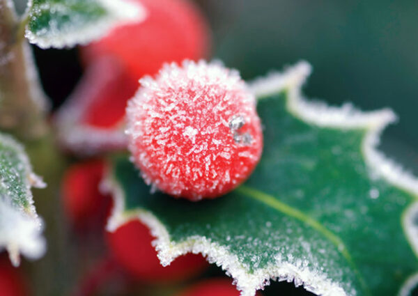 092 Frosted Holly