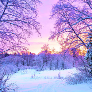 088 Sunset in the Forest
