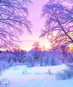 088 Sunset in the Forest