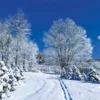 Snowy winter landscape with snow-covered trees and a path with footprints.