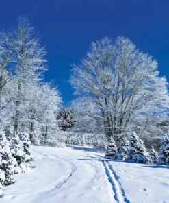 Snowy winter landscape with snow-covered trees and a path with footprints.