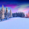 Snow-covered pine trees in a winter landscape with a colorful sunrise