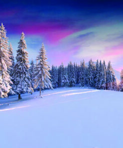 Snow-covered pine trees in a winter landscape with a colorful sunrise