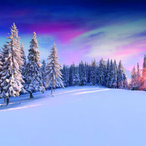 Snow-covered pine trees in a winter landscape with a colorful sunrise