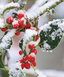 092 Festive Berries