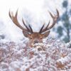 Majestic stag with large antlers peeking over snowy ferns in a winter forest