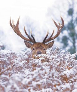 Majestic stag with large antlers peeking over snowy ferns in a winter forest