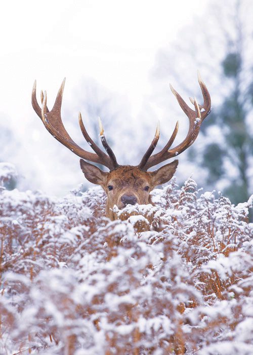 Majestic stag with large antlers peeking over snowy ferns in a winter forest