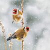 Two goldfinches perched on snowy branches in winter.