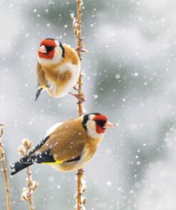 Two goldfinches perched on snowy branches in winter.