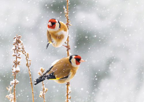 Two goldfinches perched on snowy branches in winter.