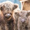 Two shaggy Highland cows, a mother and calf, stand in falling snow.