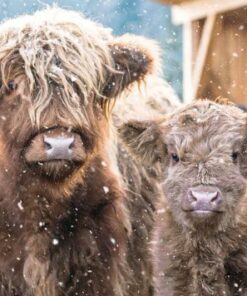 Two shaggy Highland cows, a mother and calf, stand in falling snow.