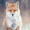 Majestic red fox in a snowy forest, captured in winter wildlife photography.