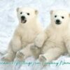 Two cute polar bear cubs sitting in the snow, wishing Season's Greetings from Company Name.