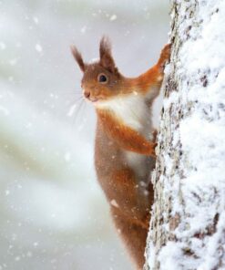 Red squirrel clinging to a snow-covered tree trunk in winter