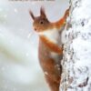 Red squirrel on snowy tree trunk with "Christmas Greetings" text