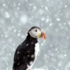 Puffin in a snowstorm