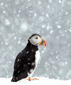 Puffin in a snowstorm