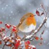 European robin perched on a snow-dusted branch with red berries