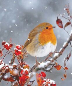European robin perched on a snow-dusted branch with red berries