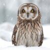 Short-eared owl with bright yellow eyes sits in the snow during a snowfall.