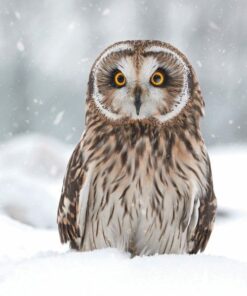 Short-eared owl with bright yellow eyes sits in the snow during a snowfall.