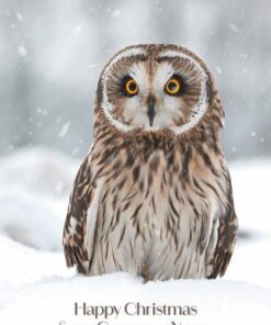 Short-eared owl in snow, "Happy Christmas from Company Name" text