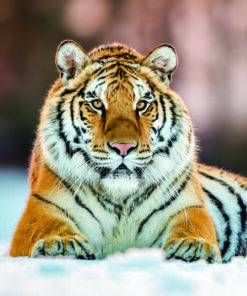 Close-up of a Siberian tiger lying in the snow, its orange and black fur contrasting with the white background.