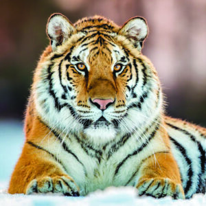 Close-up of a Siberian tiger lying in the snow, its orange and black fur contrasting with the white background.