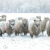 Flock of woolly sheep standing in a snowy field, winter scene.