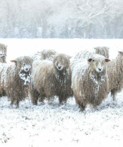 Flock of woolly sheep standing in a snowy field, winter scene.