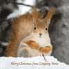 Red squirrel sitting in the snow, with "Merry Christmas from Company Name" text.
